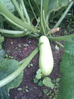 20100215Farm Visit21.jpg